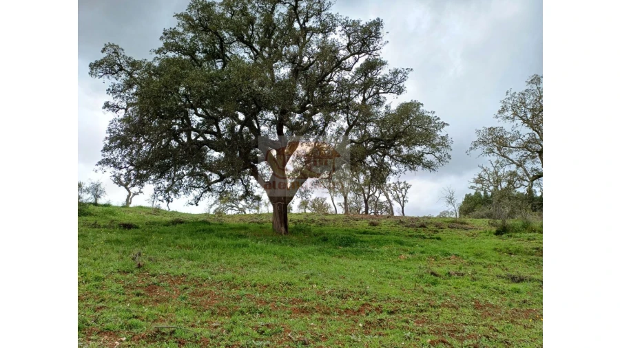Terreno Agricola ou Rústico para Venda em São Domingos e Vale de Água Foto 4