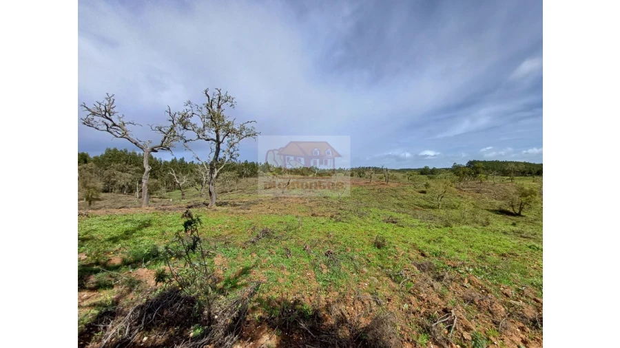 Terreno Agricola ou Rústico para Venda em São Domingos e Vale de Água Foto 5