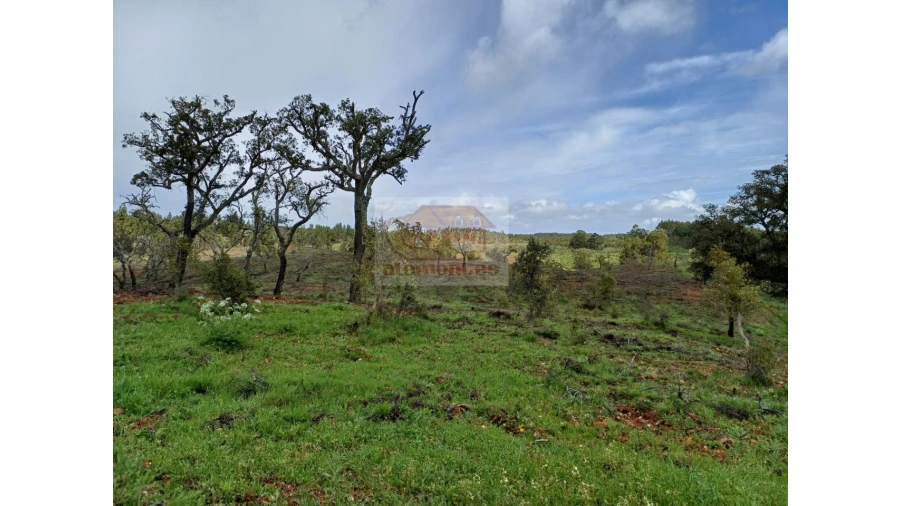 Terreno Agricola ou Rústico para Venda em São Domingos e Vale de Água Foto 8