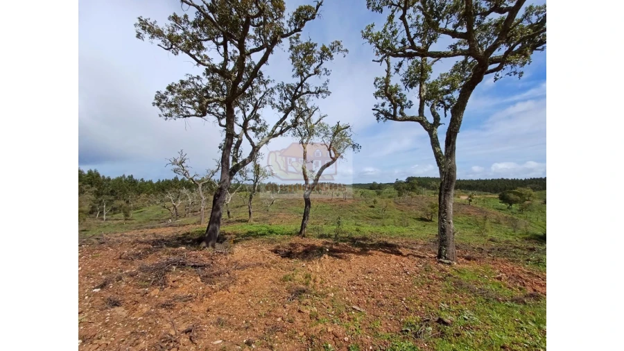 Terreno Agricola ou Rústico para Venda em São Domingos e Vale de Água Foto 9