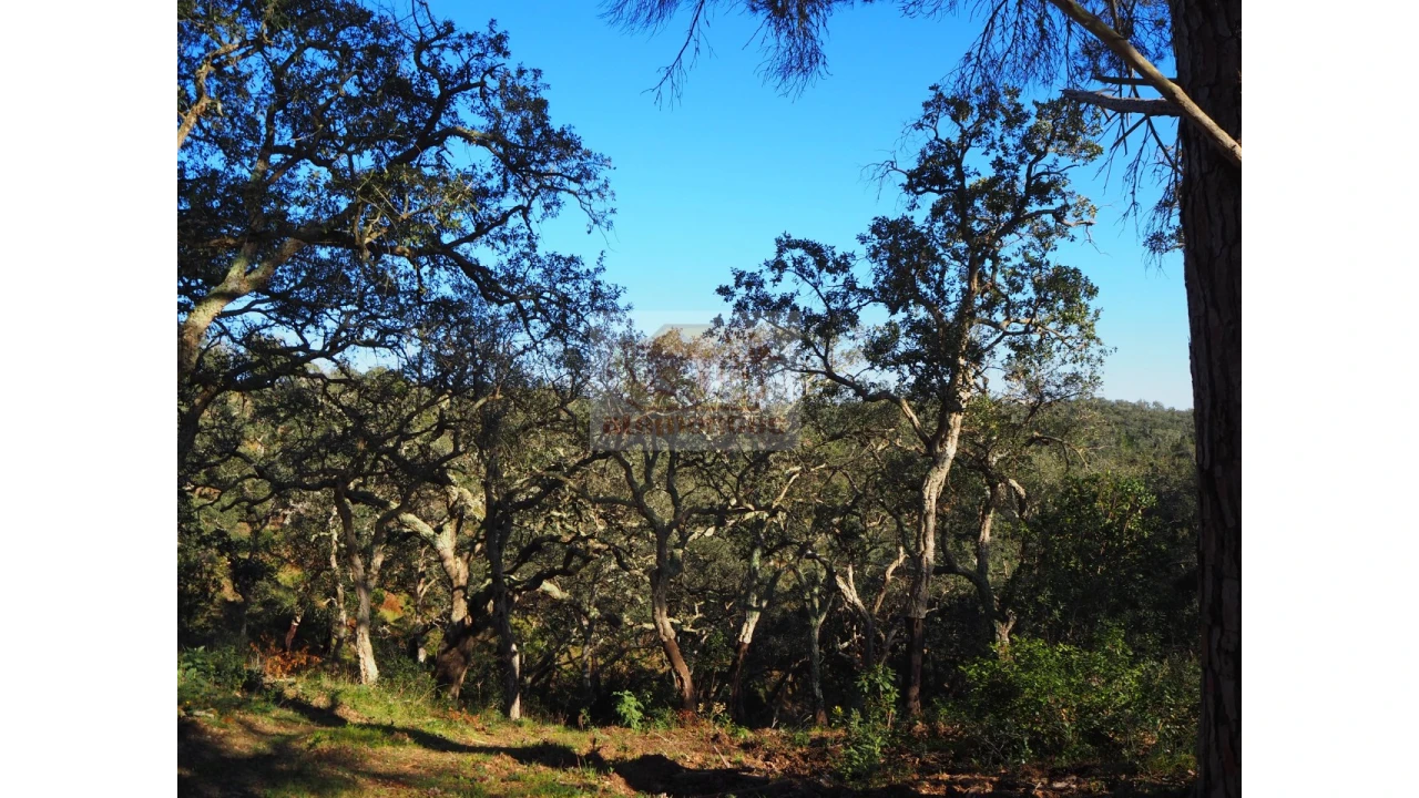 Terreno Agricola ou Rústico para Venda em São Francisco da Serra Foto 4