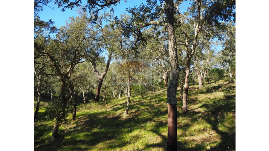 Terreno Agricola ou Rústico para Venda em São Francisco da Serra Foto 2