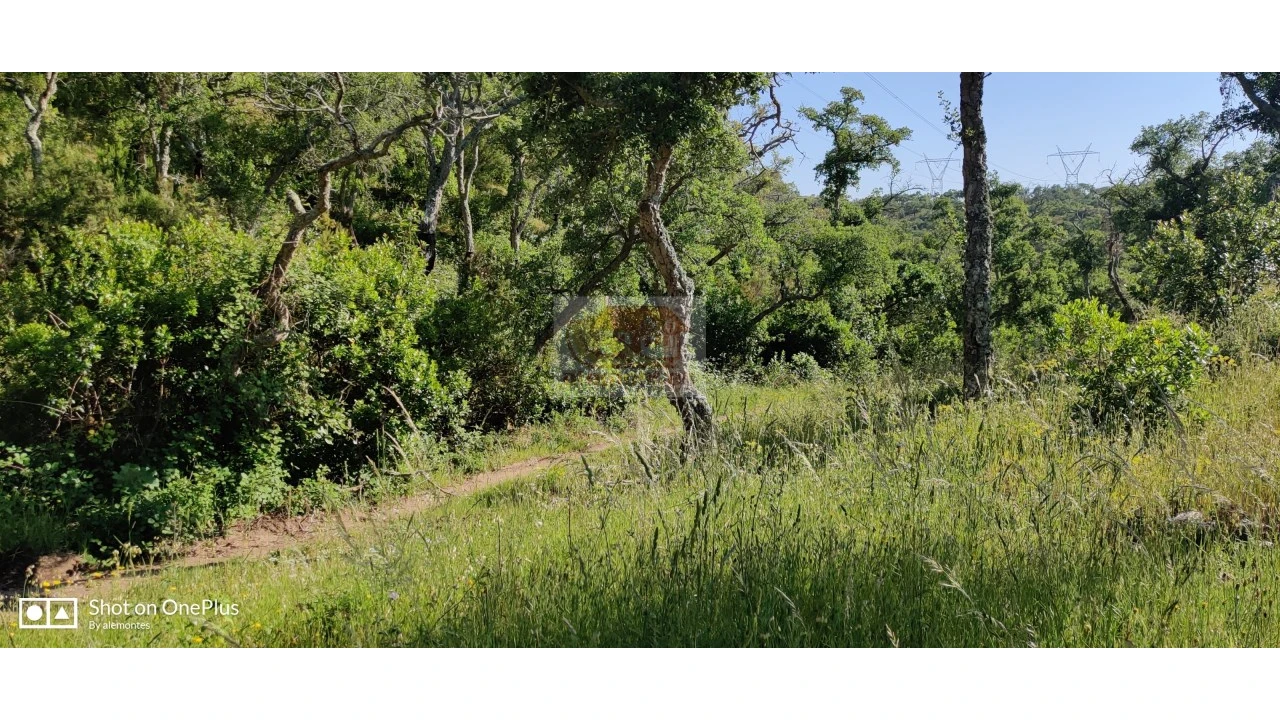Terreno Agricola ou Rústico para Venda em São Francisco da Serra Foto 9