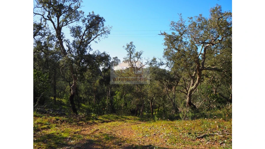 Terreno Agricola ou Rústico para Venda em São Francisco da Serra Foto 5