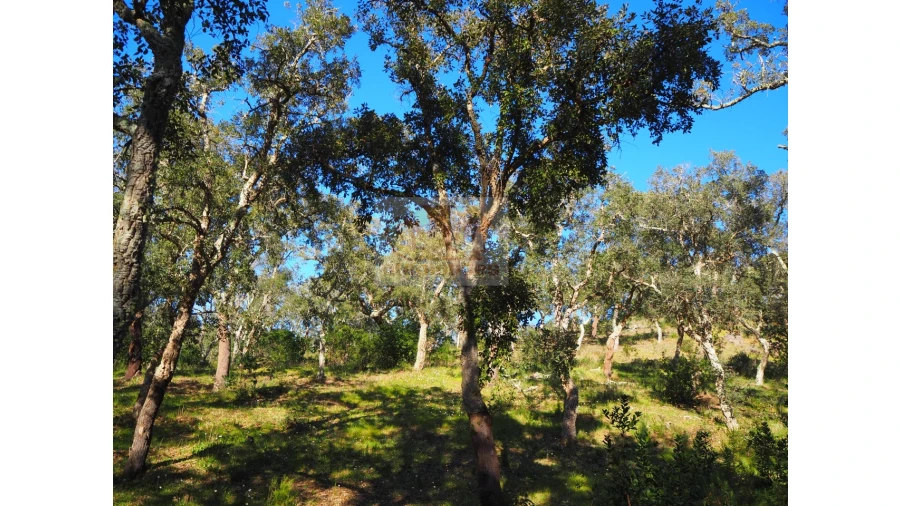 Terreno Agricola ou Rústico para Venda em São Francisco da Serra Foto 7