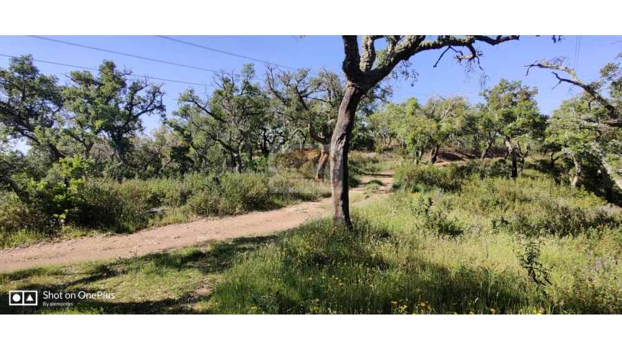 Terreno Agricola ou Rústico para Venda em São Francisco da Serra Foto 8
