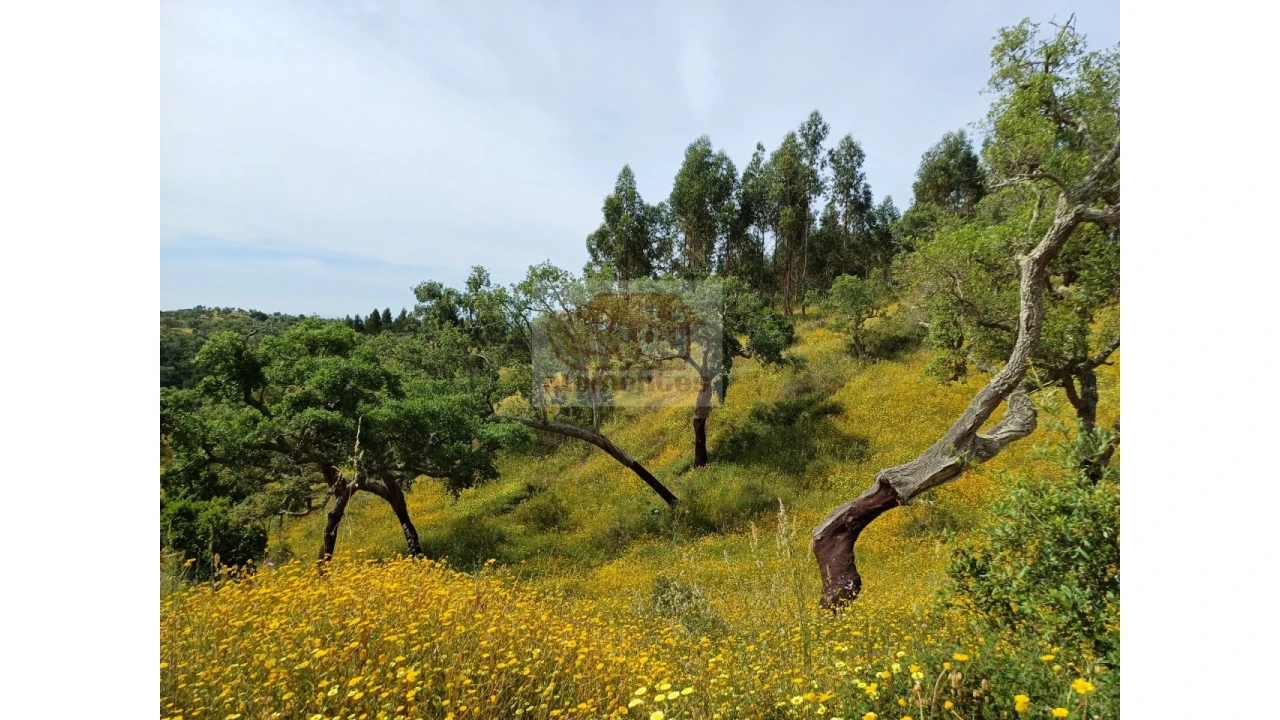 Terreno Agricola ou Rústico para Venda em São Francisco da Serra Foto 3
