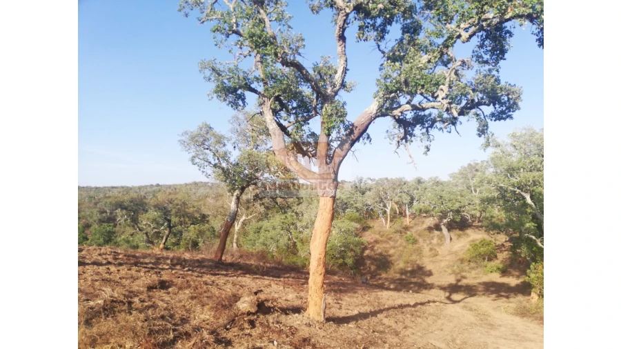 Terreno Agricola ou Rústico para Venda em São Francisco da Serra Foto 10