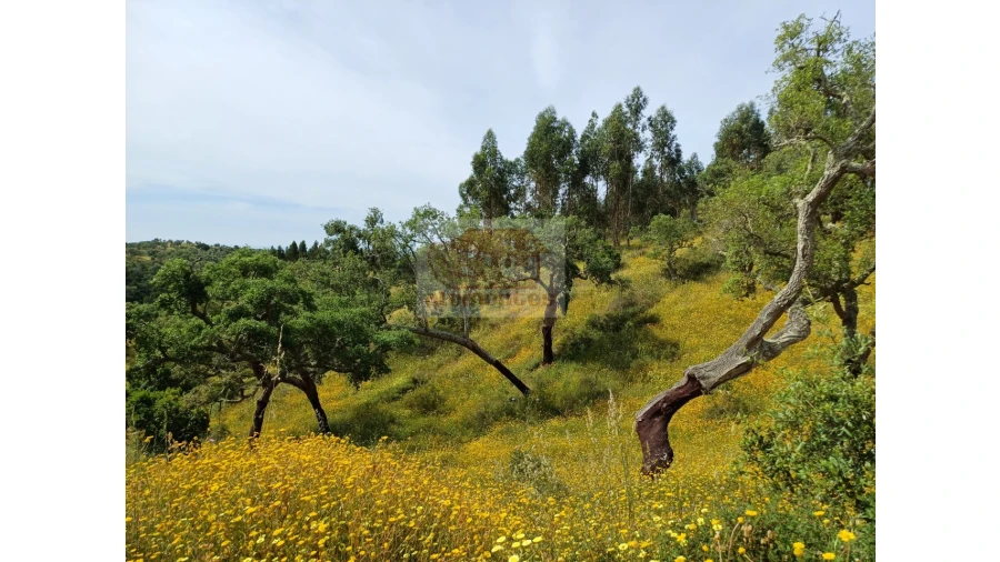 Terreno Agricola ou Rústico para Venda em São Francisco da Serra Foto 3