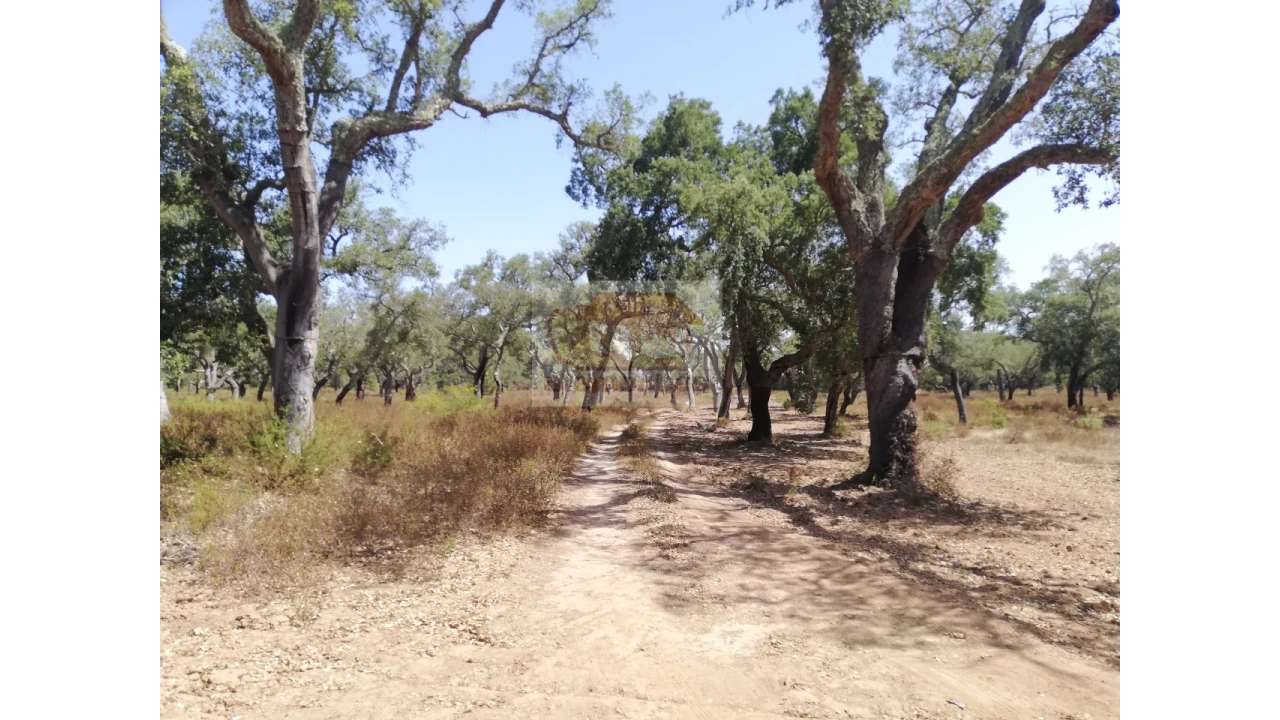 Terreno Agricola ou Rústico para Venda em Grândola e Santa Margarida da Serra Foto 3