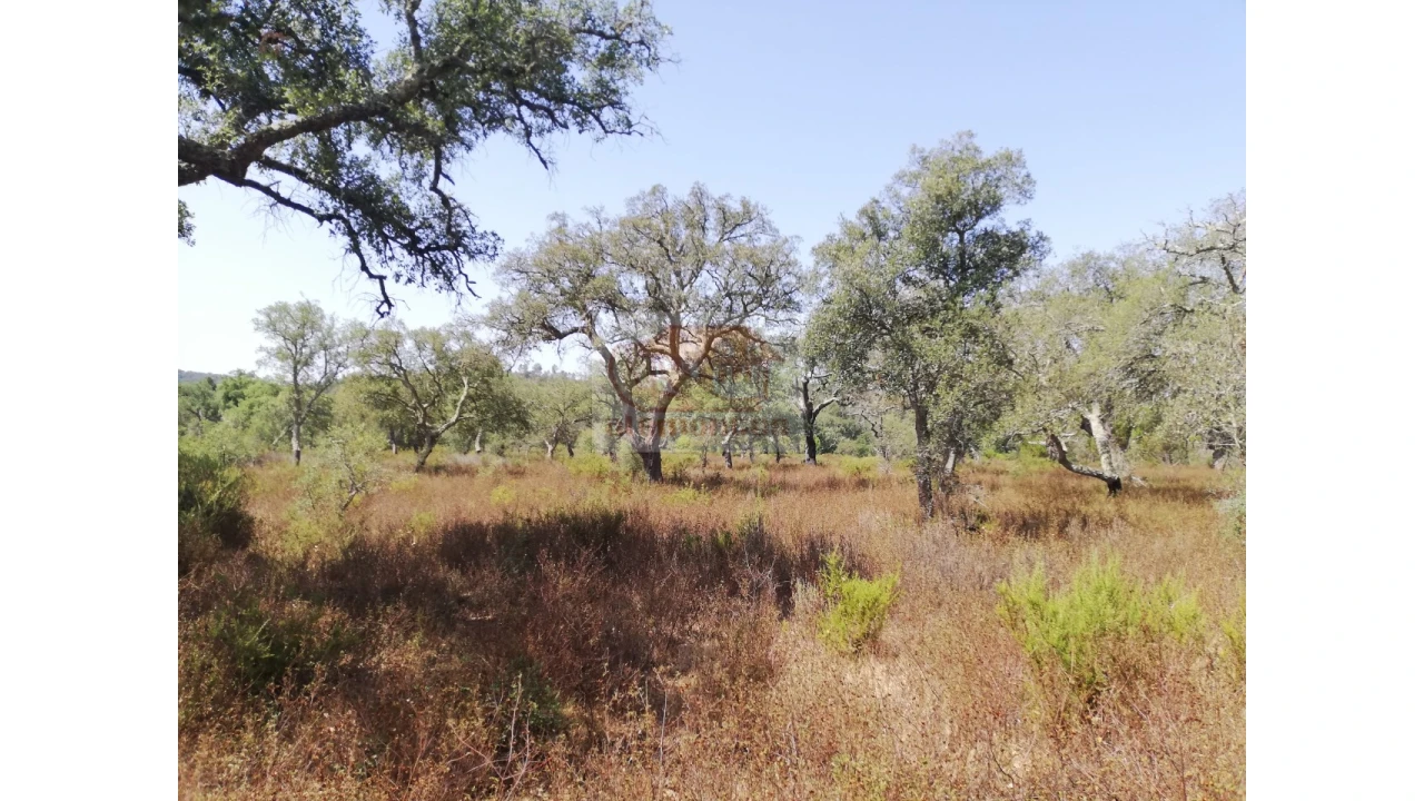 Terreno Agricola ou Rústico para Venda em Grândola e Santa Margarida da Serra Foto 2