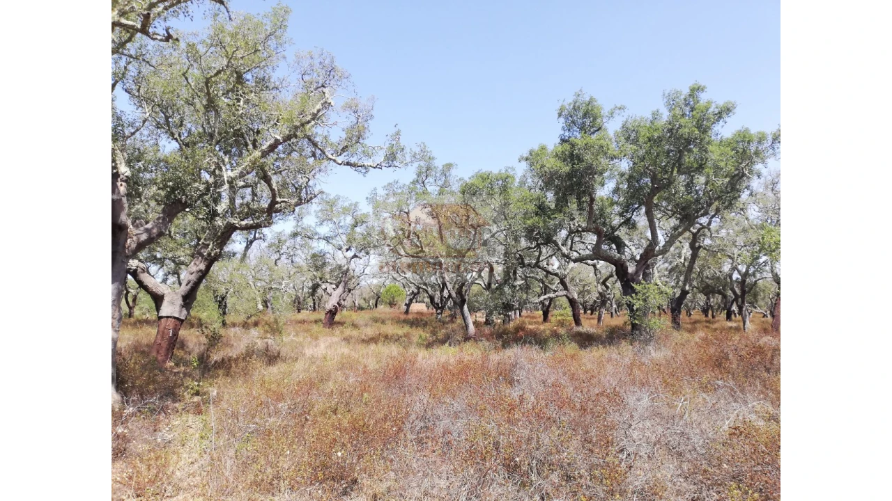Terreno Agricola ou Rústico para Venda em Grândola e Santa Margarida da Serra Foto 7