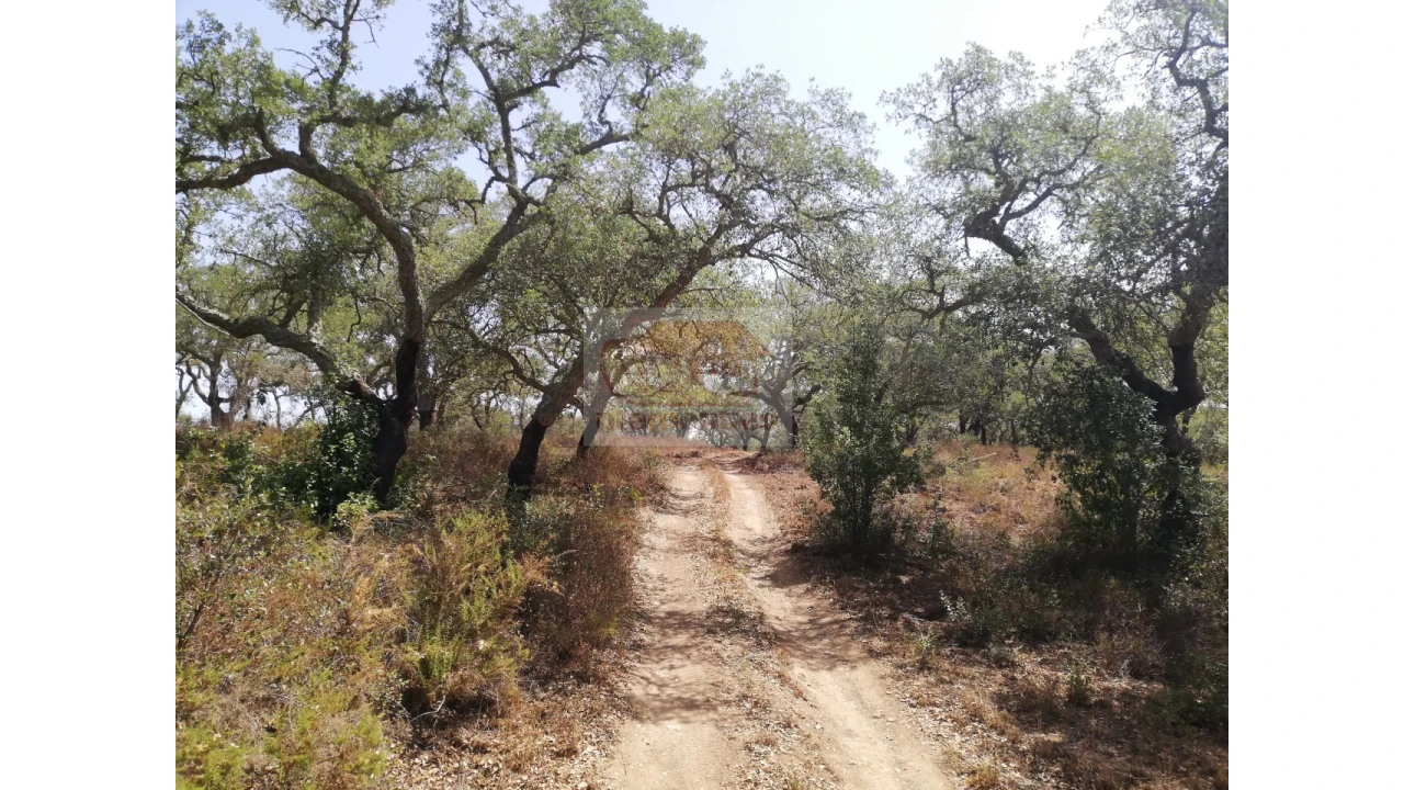 Terreno Agricola ou Rústico para Venda em Grândola e Santa Margarida da Serra Foto 8