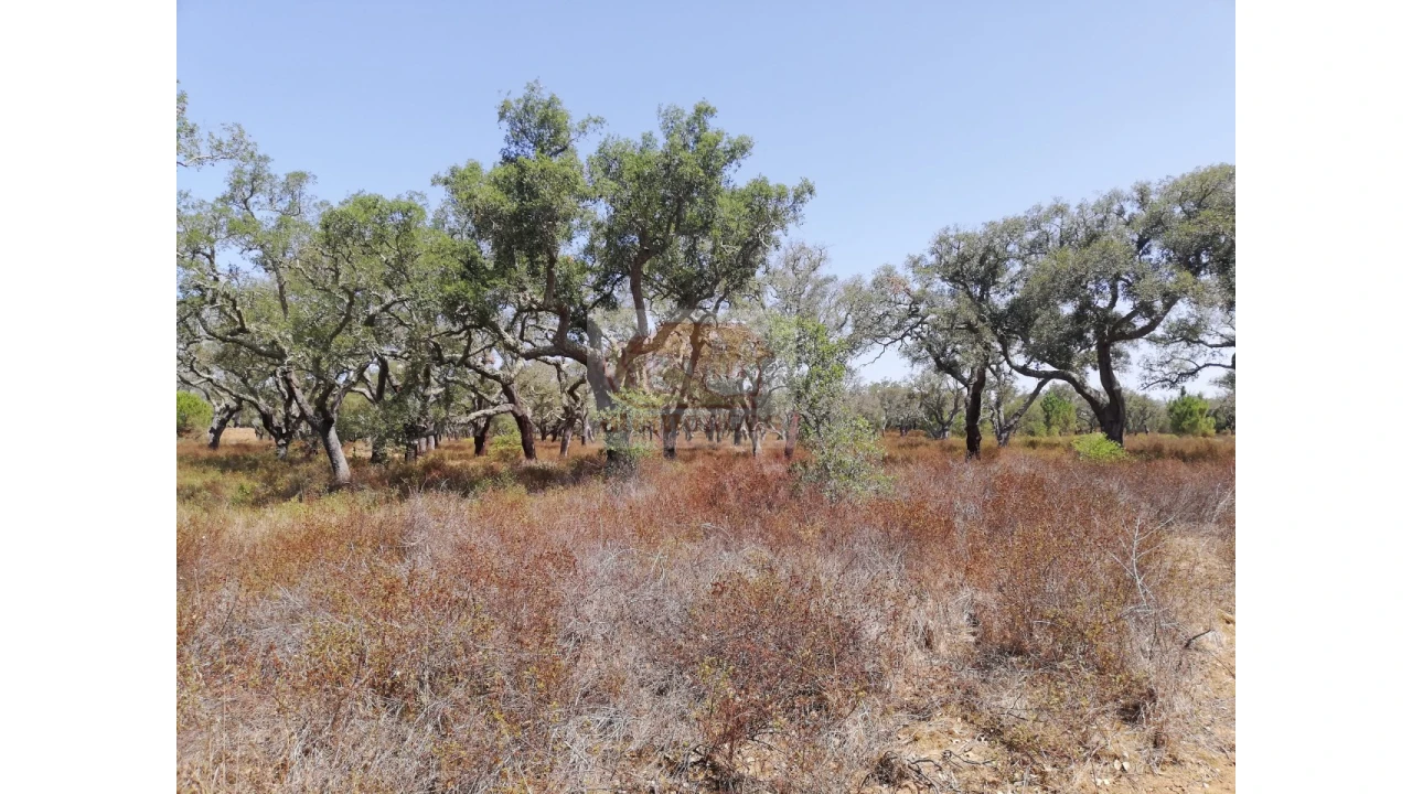 Terreno Agricola ou Rústico para Venda em Grândola e Santa Margarida da Serra Foto 9