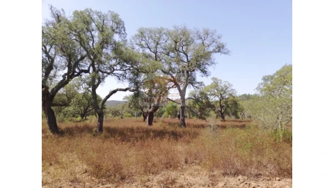 Terreno Agricola ou Rústico para Venda em Grândola e Santa Margarida da Serra