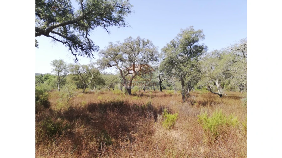 Terreno Agricola ou Rústico para Venda em Grândola e Santa Margarida da Serra Foto 2