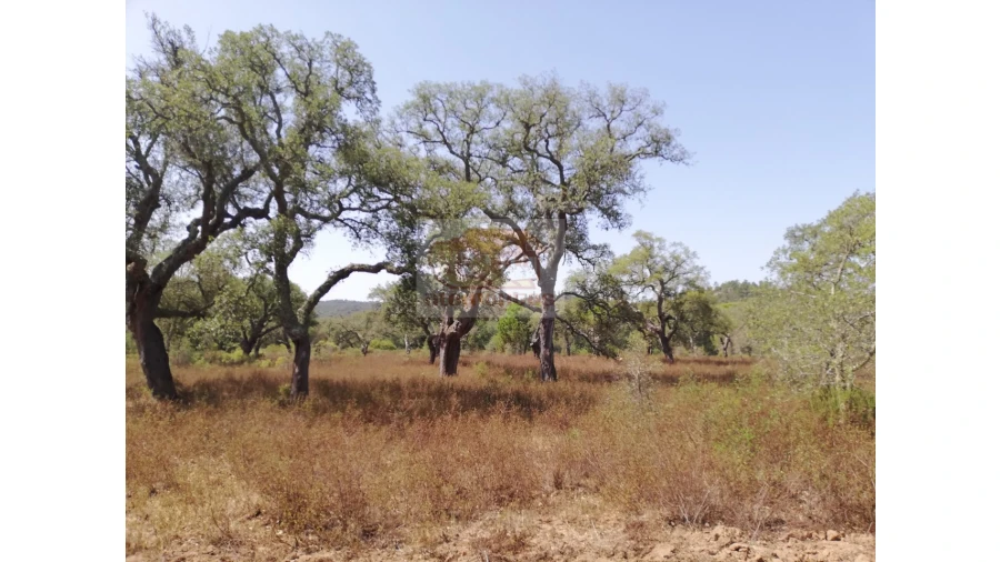 Terreno Agricola ou Rústico para Venda em Grândola e Santa Margarida da Serra Foto 5