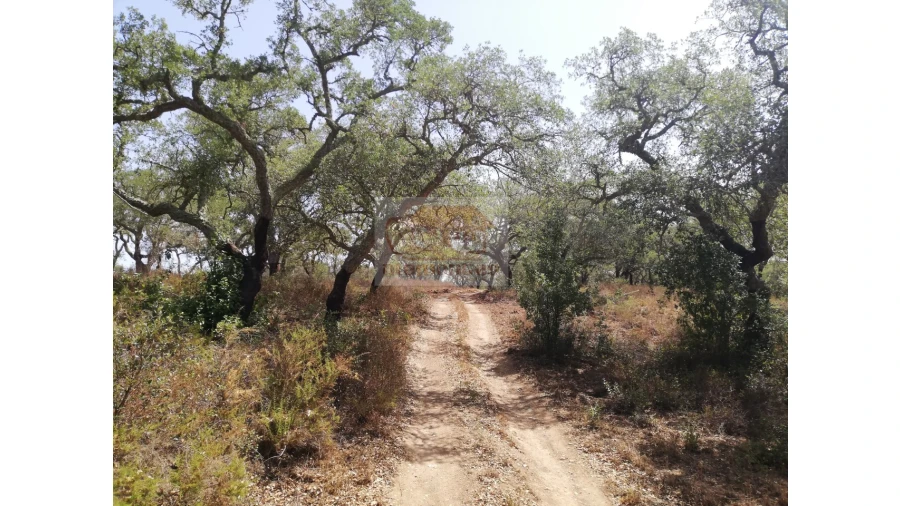 Terreno Agricola ou Rústico para Venda em Grândola e Santa Margarida da Serra Foto 8