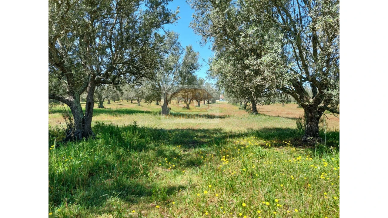 Terreno Agricola ou Rústico para Venda em Grândola e Santa Margarida da Serra Foto 1