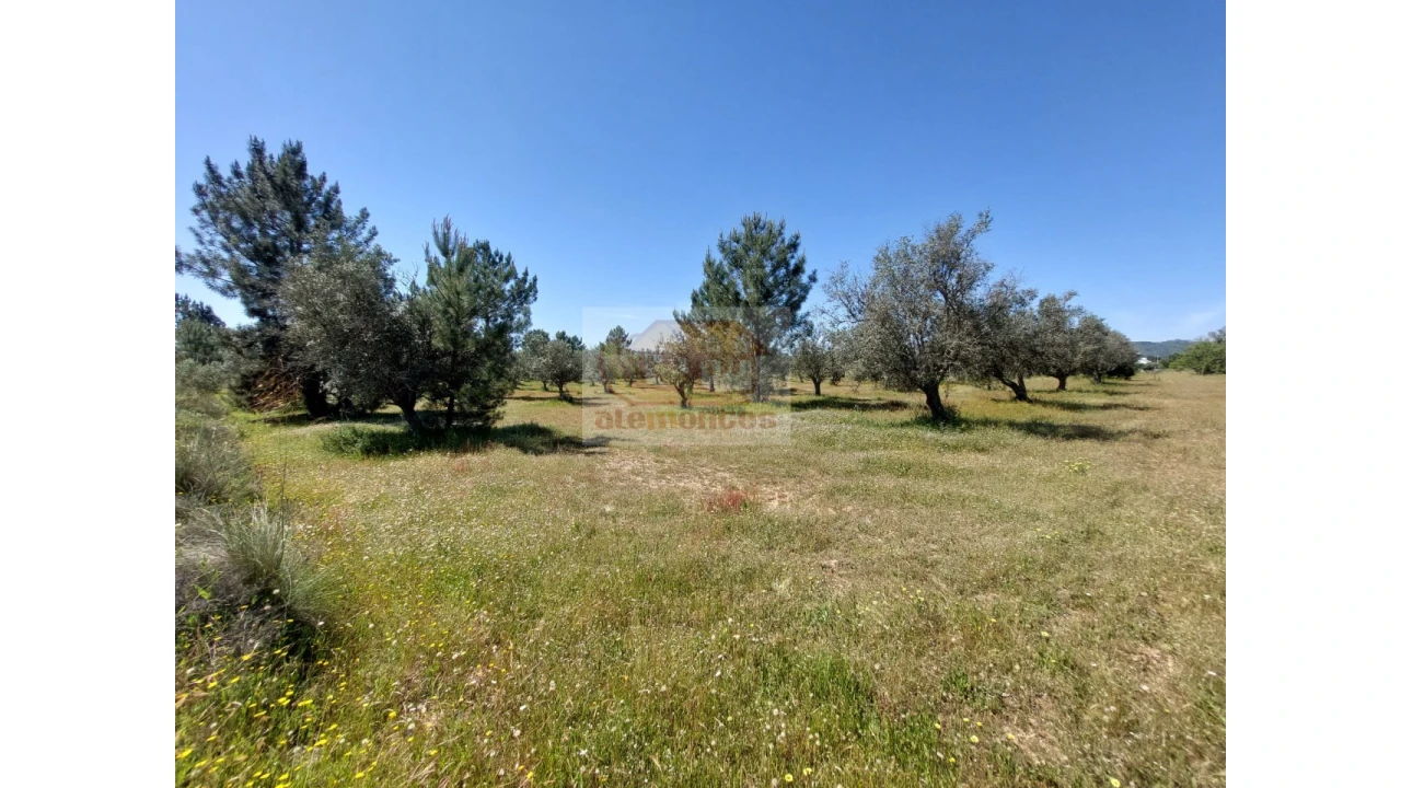 Terreno Agricola ou Rústico para Venda em Grândola e Santa Margarida da Serra Foto 4