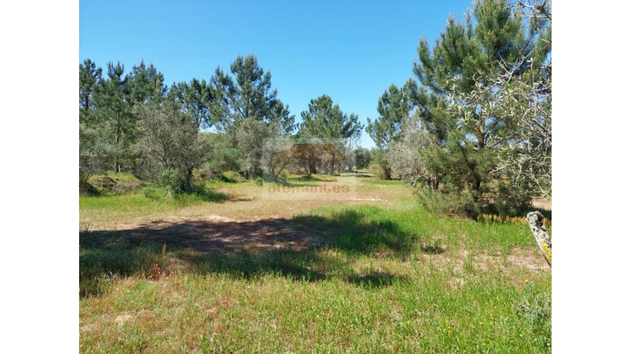 Terreno Agricola ou Rústico para Venda em Grândola e Santa Margarida da Serra Foto 3