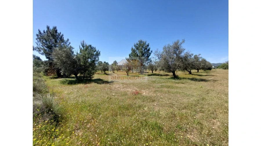 Terreno Agricola ou Rústico para Venda em Grândola e Santa Margarida da Serra Foto 4