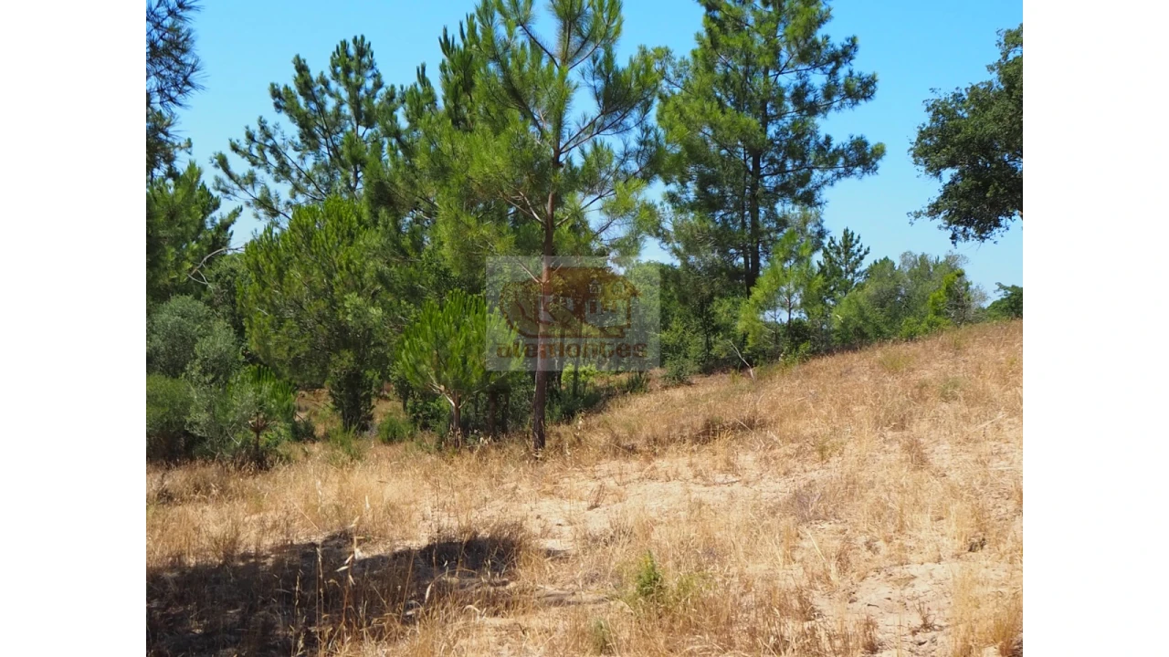 Terreno Misto para Venda em Melides Foto 10