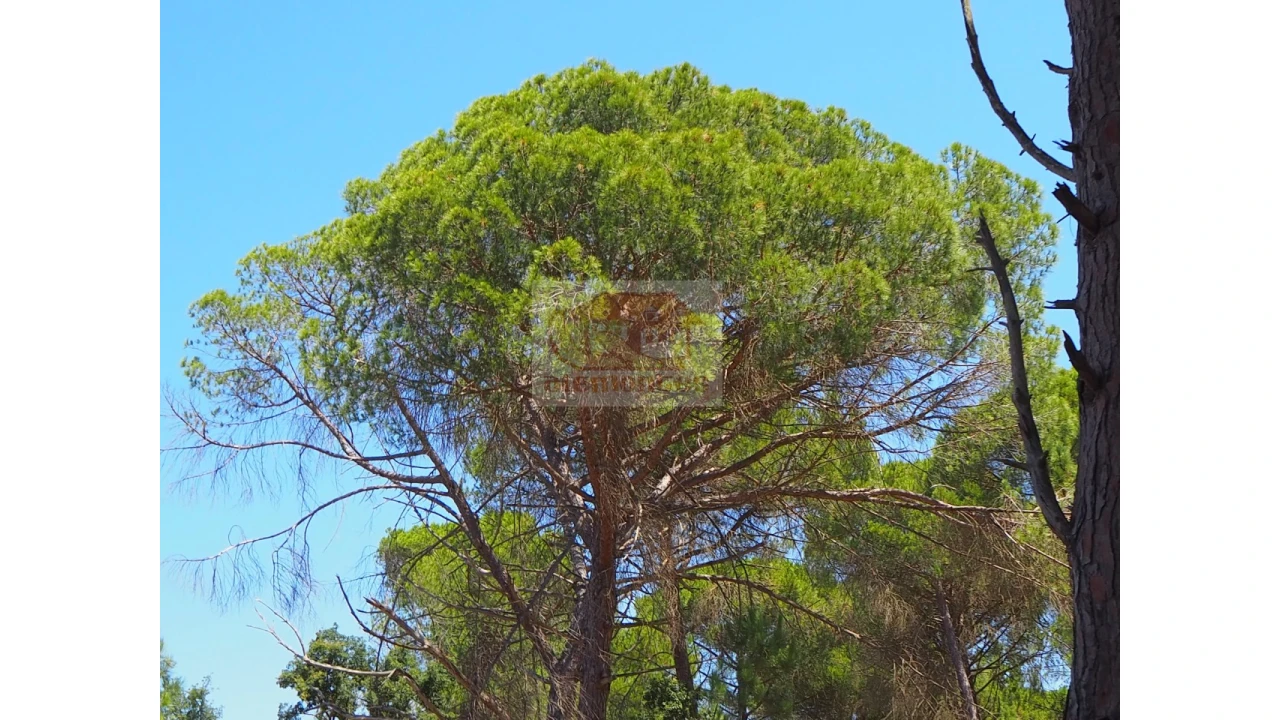 Terreno Misto para Venda em Melides Foto 12