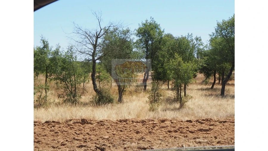 Terreno Misto para Venda em Melides Foto 4