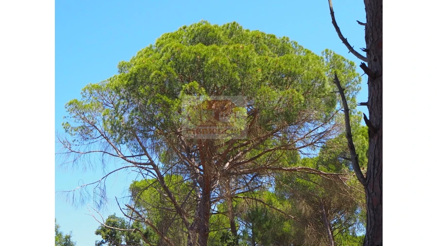 Terreno Misto para Venda em Melides Foto 12