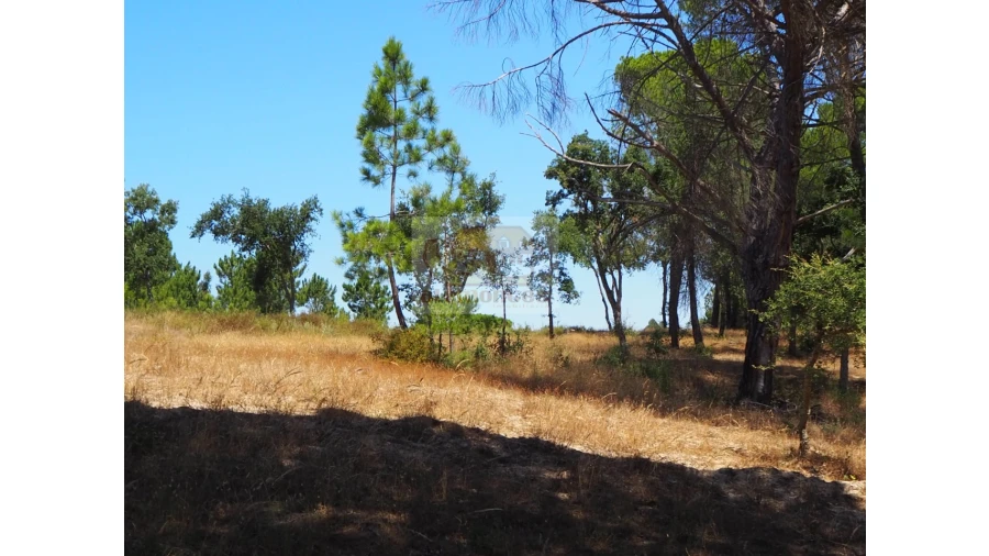 Terreno Misto para Venda em Melides Foto 2