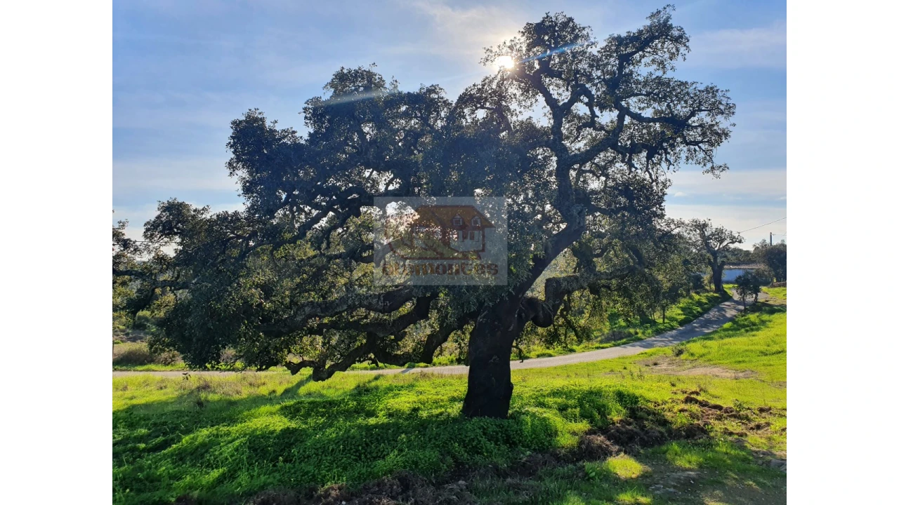 Terreno Misto para Venda em Grândola e Santa Margarida da Serra Foto 7
