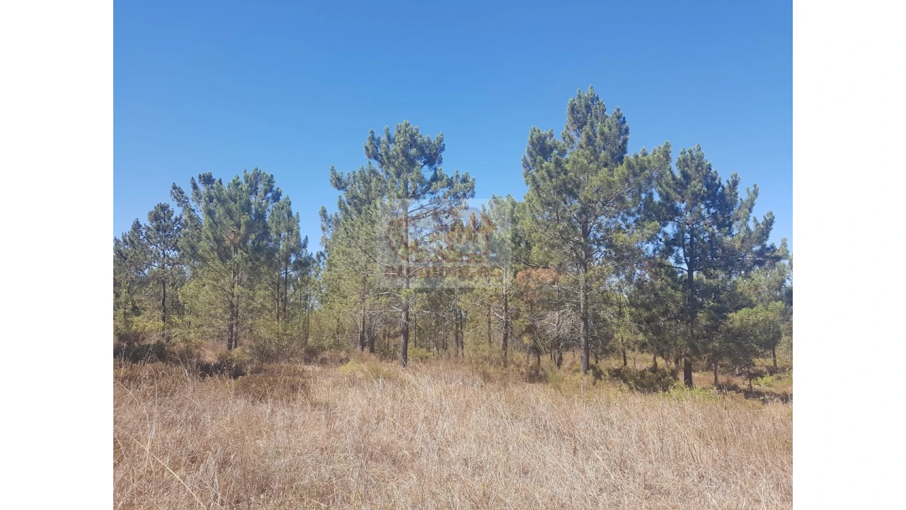 Quinta T2 para Venda em Melides Foto 6