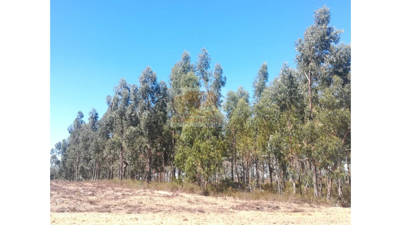 Terreno Agricola ou Rústico para Venda em Grândola e Santa Margarida da Serra Foto 2