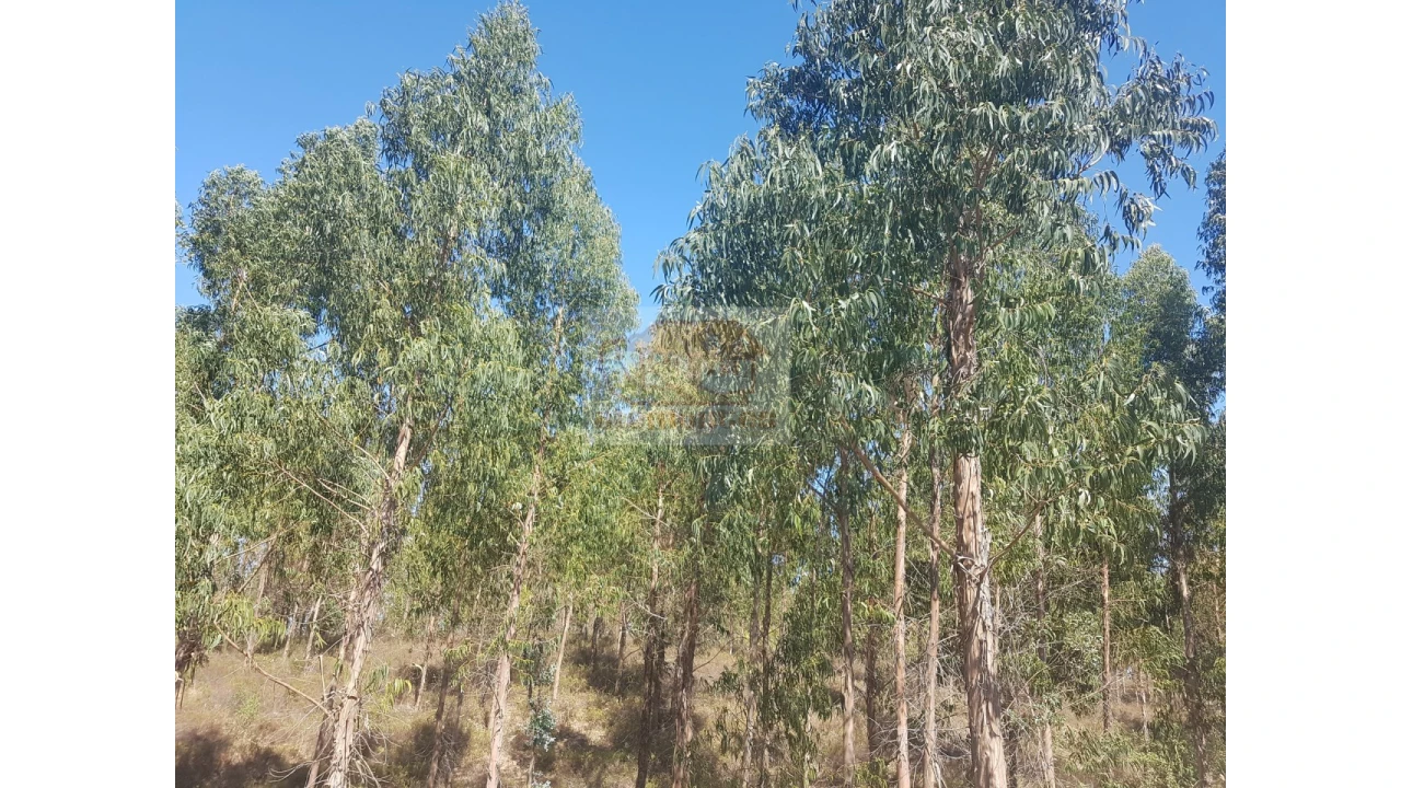 Terreno Agricola ou Rústico para Venda em Grândola e Santa Margarida da Serra Foto 4