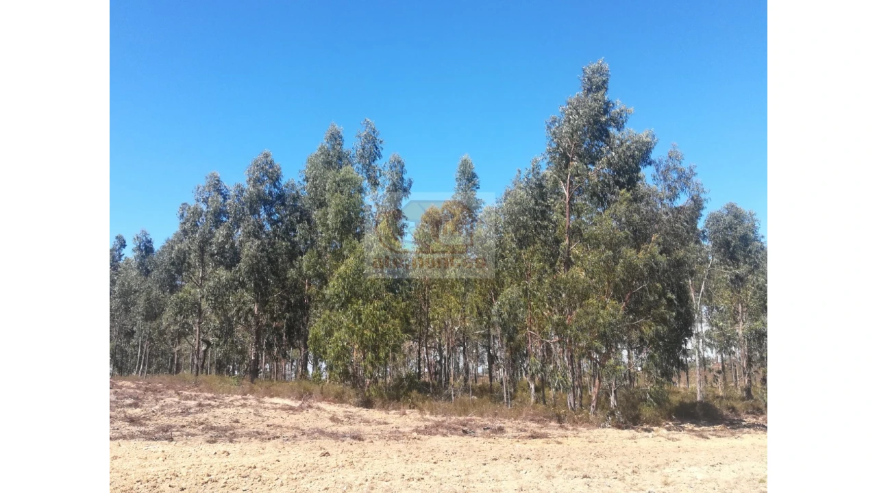 Terreno Agricola ou Rústico para Venda em Grândola e Santa Margarida da Serra Foto 1