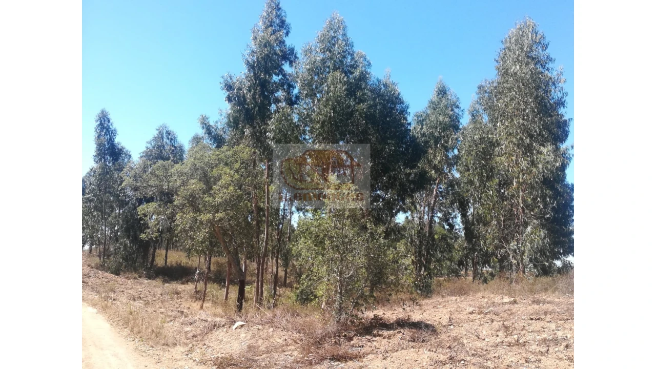 Terreno Agricola ou Rústico para Venda em Grândola e Santa Margarida da Serra Foto 6