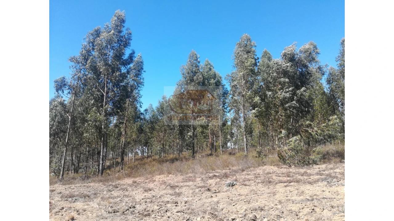 Terreno Agricola ou Rústico para Venda em Grândola e Santa Margarida da Serra Foto 9