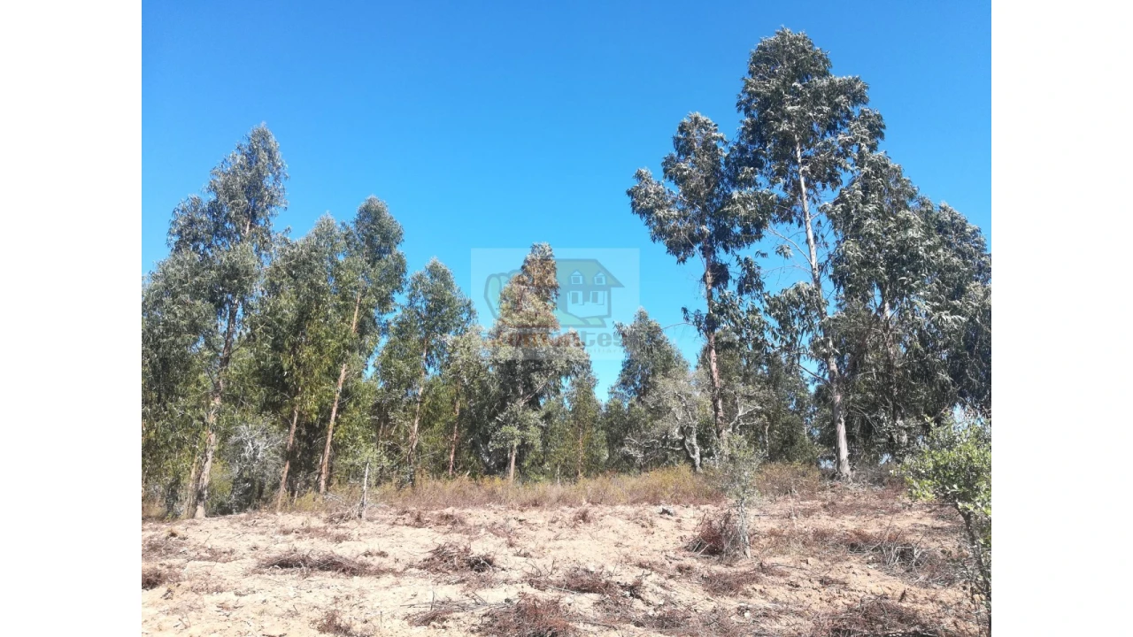 Terreno Agricola ou Rústico para Venda em Grândola e Santa Margarida da Serra Foto 10