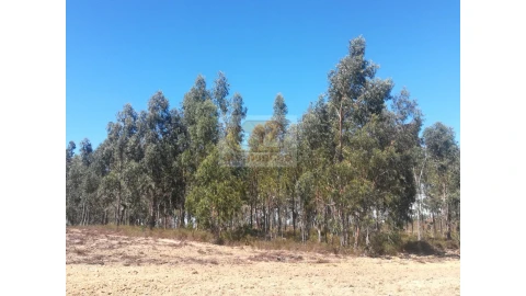 Terreno Agricola ou Rústico para Venda em Grândola e Santa Margarida da Serra