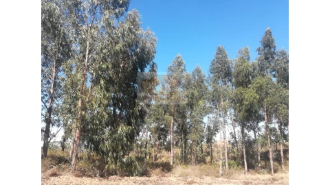 Terreno Agricola ou Rústico para Venda em Grândola e Santa Margarida da Serra
