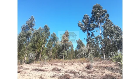 Terreno Agricola ou Rústico para Venda em Grândola e Santa Margarida da Serra