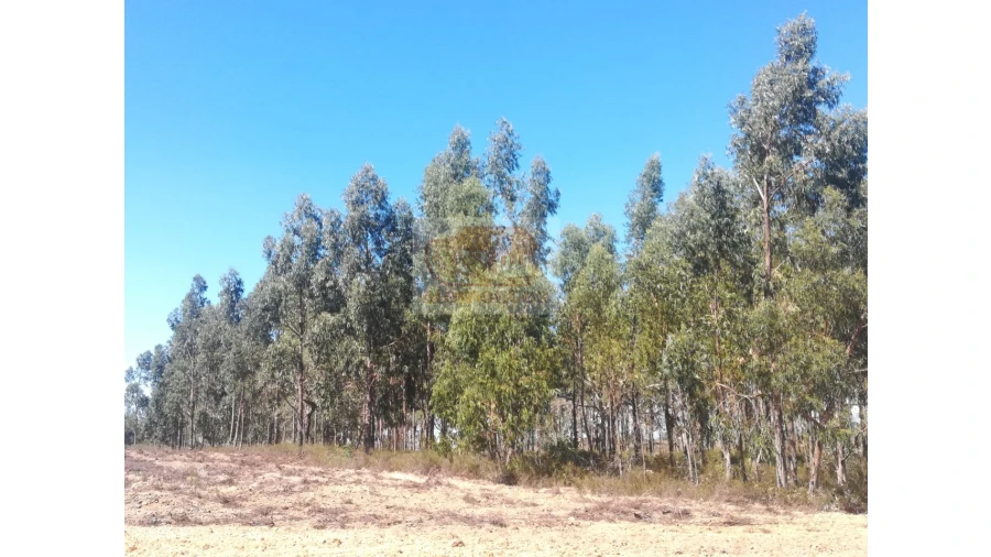 Terreno Agricola ou Rústico para Venda em Grândola e Santa Margarida da Serra Foto 2