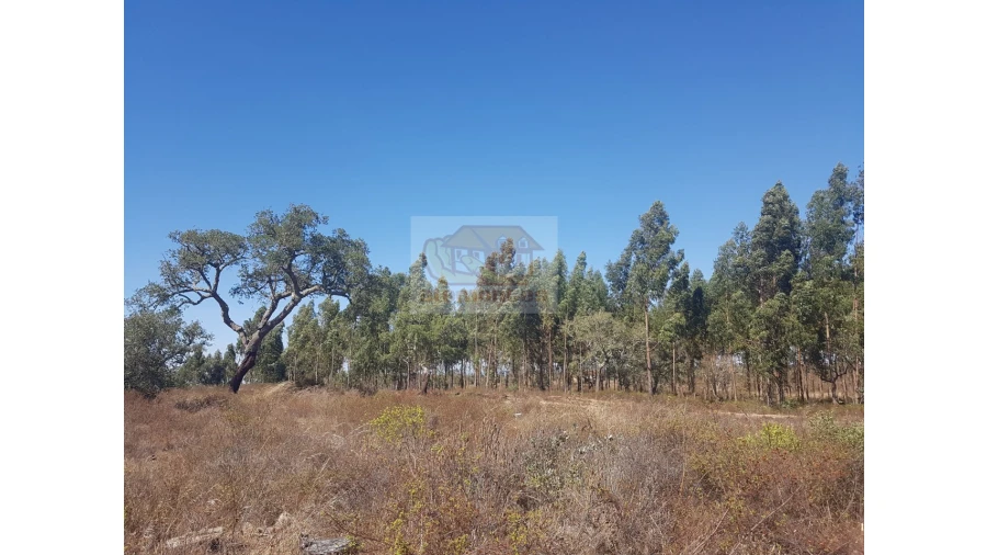 Terreno Agricola ou Rústico para Venda em Grândola e Santa Margarida da Serra Foto 3