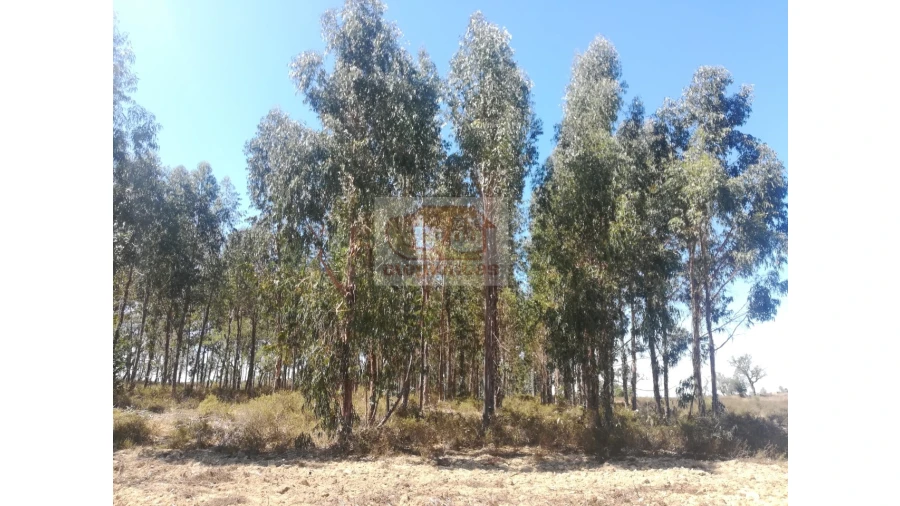 Terreno Agricola ou Rústico para Venda em Grândola e Santa Margarida da Serra Foto 5