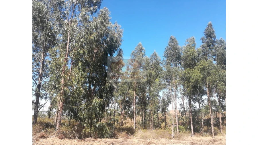 Terreno Agricola ou Rústico para Venda em Grândola e Santa Margarida da Serra Foto 8