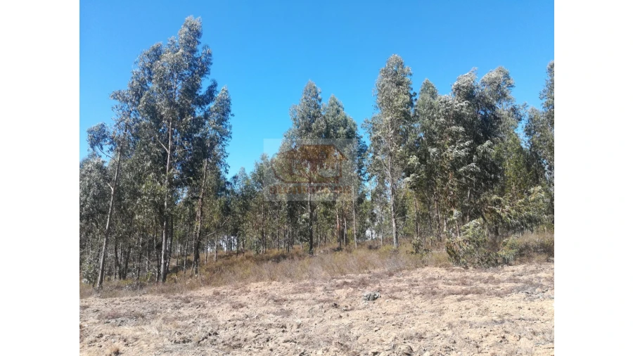 Terreno Agricola ou Rústico para Venda em Grândola e Santa Margarida da Serra Foto 9
