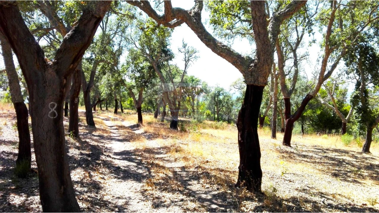 Terreno para Venda em Melides Foto 8