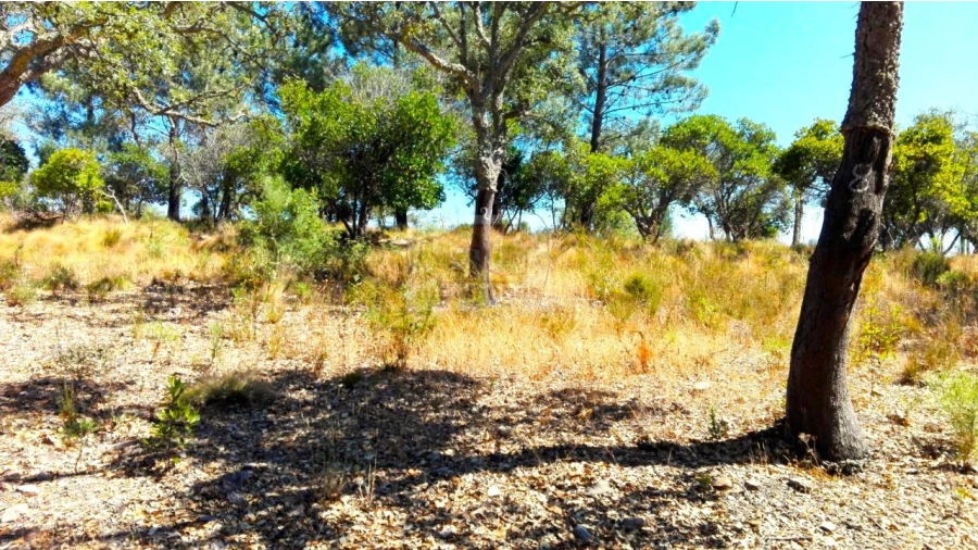 Terreno para Venda em Melides Foto 2