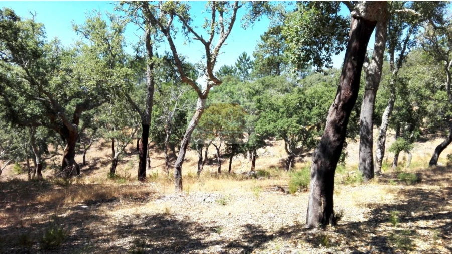 Terreno para Venda em Melides Foto 7